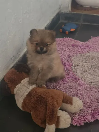Filhote de Lulu da Pomerânia
