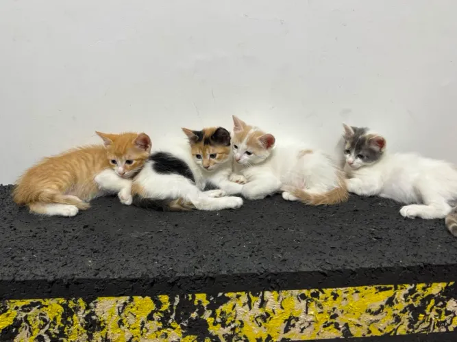 Doação Gatinhos  (Reservados até 02/07)