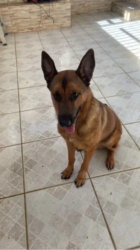 Belga Malinois 