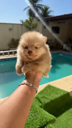 Lulu da pomerânia anão com pedigree