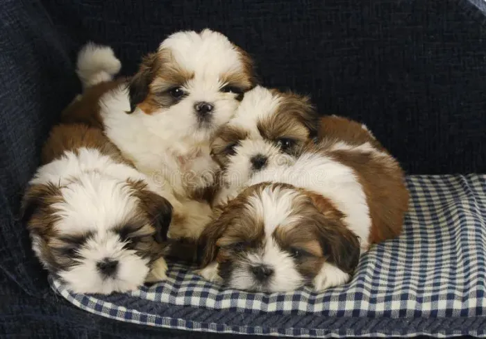 Filhotes de Shih Tzu puros