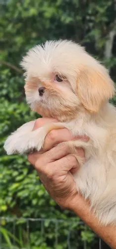 Shih-tzu 2 meses - Pronta entrega