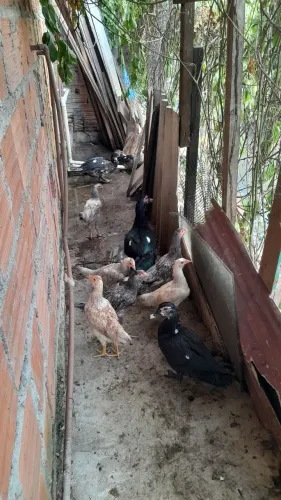 Vendos Patos e frangos