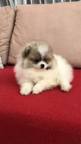 Machinho de Lulu , excelente linhagem