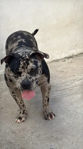 American Bully Merle