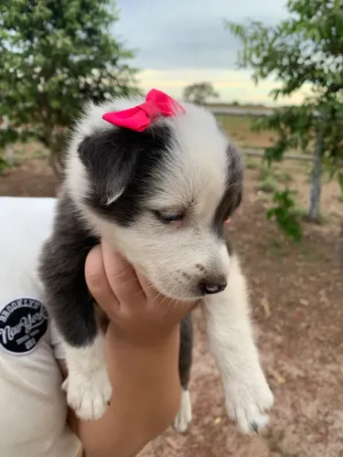 Filhote de Border collie fêmea