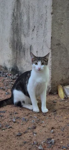 Adoção Responsável 