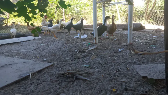 Corre pra loja ainda tem 5 pronto novos saudável pra vender rápido