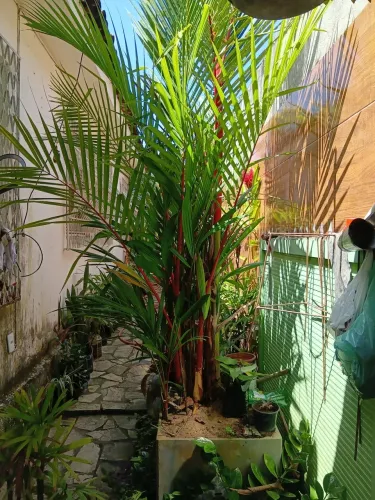 Palmeira lacra