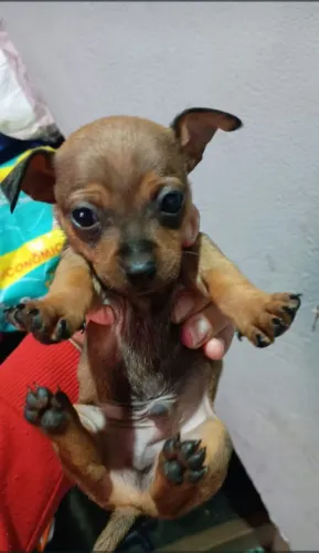 Vendo Pincher