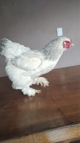 Galo e galinha BRAHMA RAÇA PURA