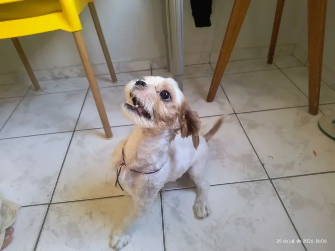 Cachorrinho