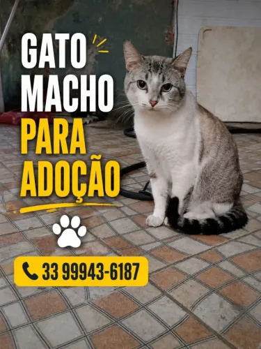 Gato para doação