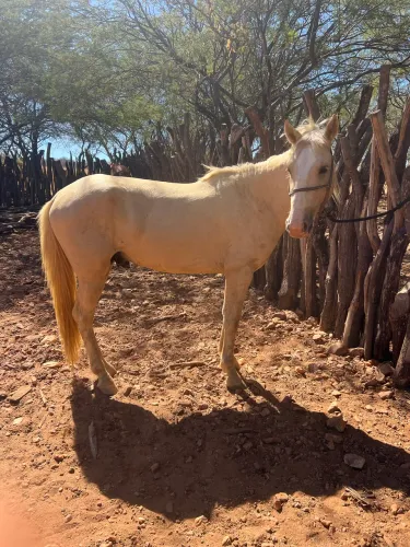 Potro à venda 
