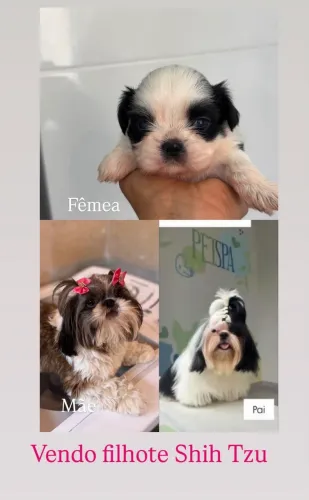 Filhote Shih tzu