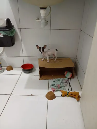 Pinscher fêmea N1