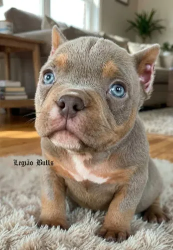Exotic Bully Micro Tri Lilac