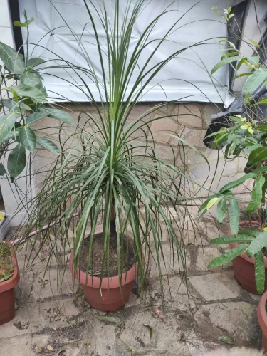 Pata de elefante no vaso com terra adubada já grandinha