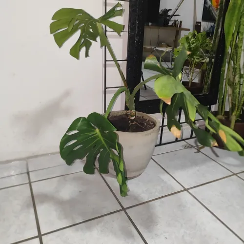 Costela de Adão, linda e grande só precisa de cuidado 