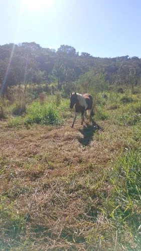 Vende se ponei manço pra crianças