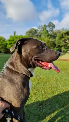 Doação Pitbull São Paulo