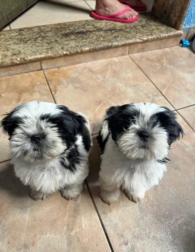 Doação de cães da raça Shih tzu
