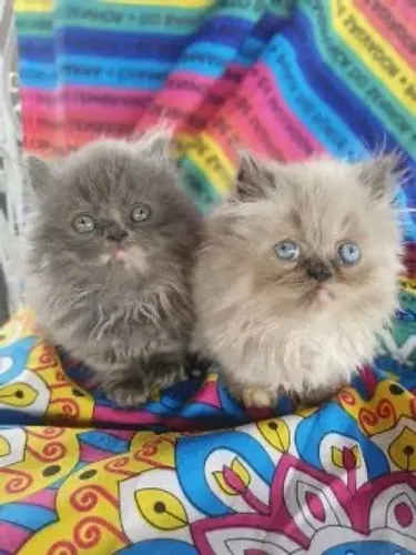 Persa 2 meses Lindas Cores 