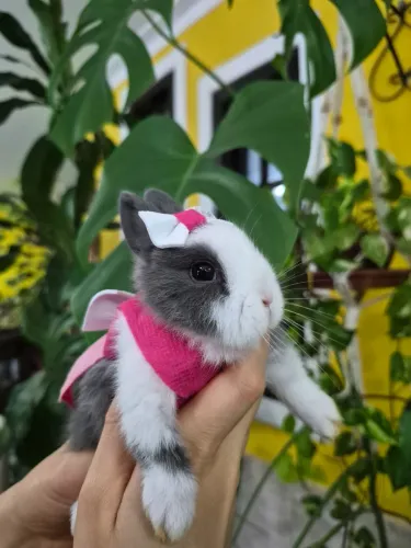 Netherland dwarf filhotes 