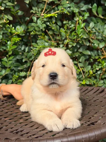 Golden Retriever
