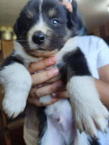 Boder collie 