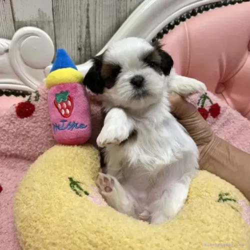 Filhote de cachorro shih tzu/shitzu companheiro leal dócil