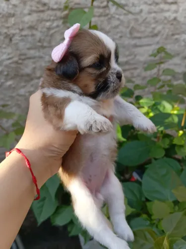 Vende-se filhote de shih-tzu