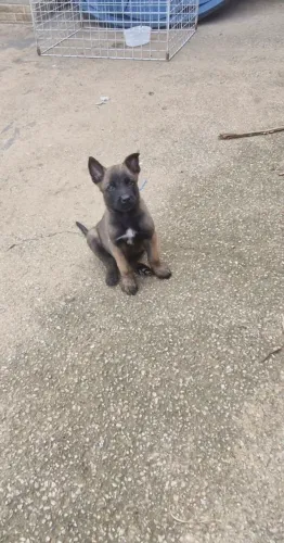 Filhote de pastor belga malinois