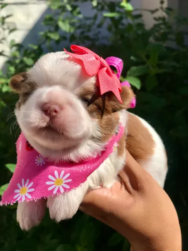 Shih Tzu fêmea rara olhos claros com pedigree