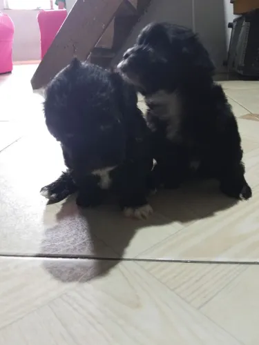 Filhotes de Shih tzu