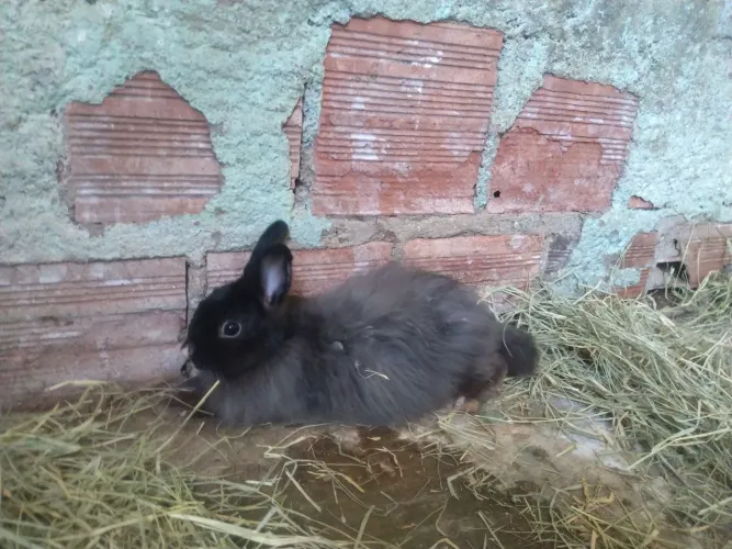 Coelho pet macho