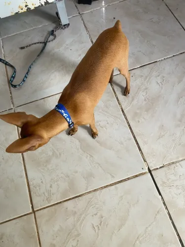 VENDO UM PINSCHER 7 MESES