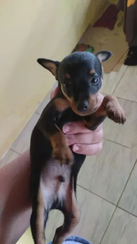 Vendo cachorrinho Pincher macho