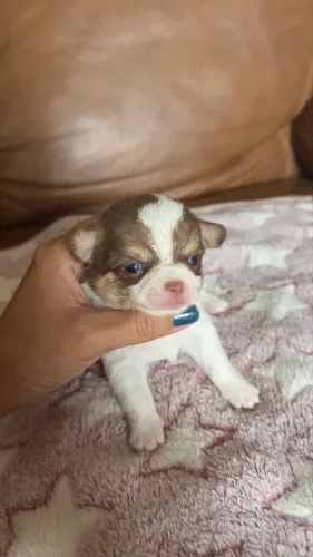 Filhote de Chihuahua