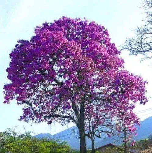 Ipê-roxo - Ipê Roxo 7 Folhas - Handroanthus Heptaphyllus (pau d'arco) vendo mudas