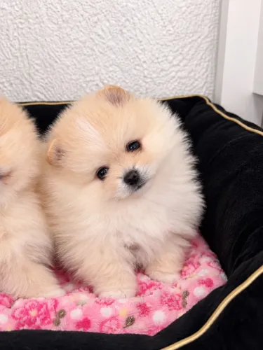 Lulu da pomerânia / Spitz alemão anão