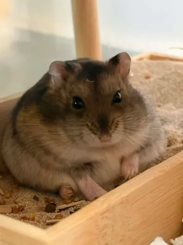 Hamster Anão Russo ..Disponivel
