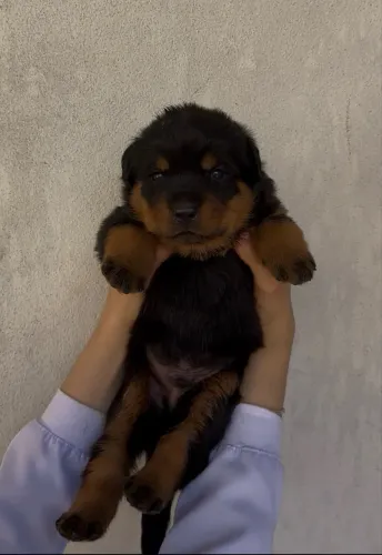 FILHOTE DE ROTTWEILER MACHO