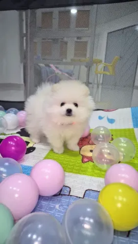 Spitz- Lulu anão um verdadeiro ursinho peludo