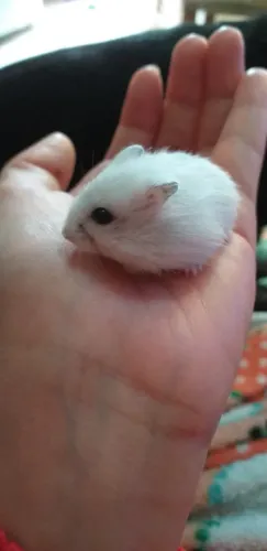 Hamster Anão Russo 