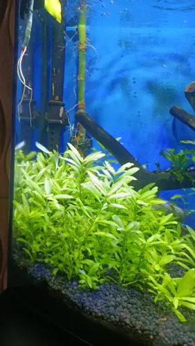 Plantas de. Aquário 