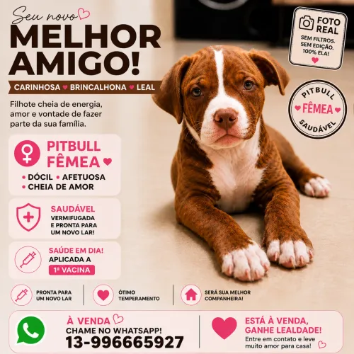Cães Pitbulls