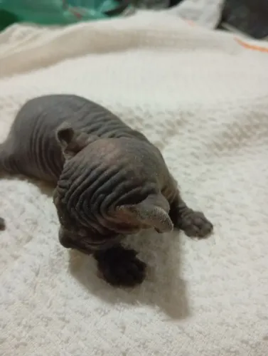 Gatinhos sphynx.