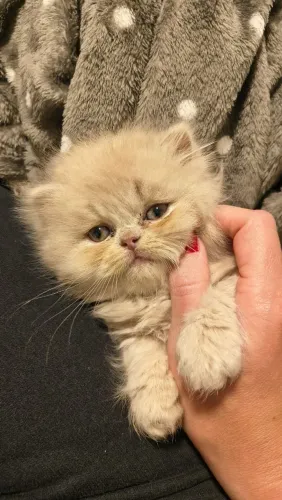 Filhotes de gatos presas