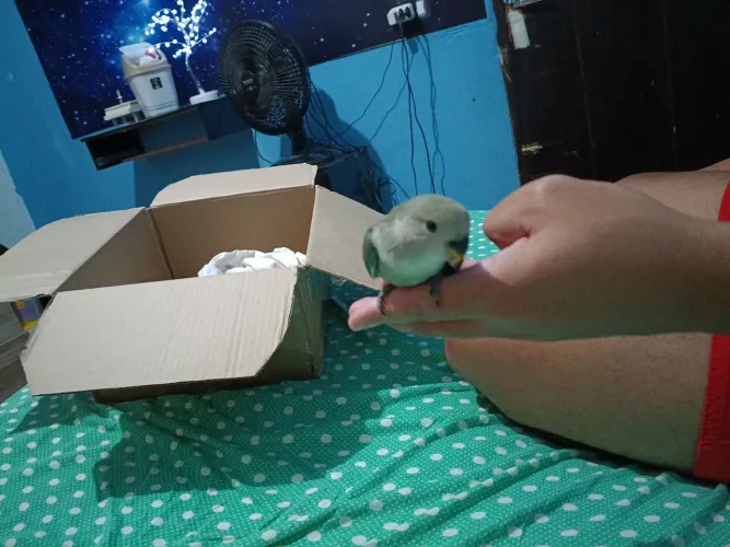 Disponível